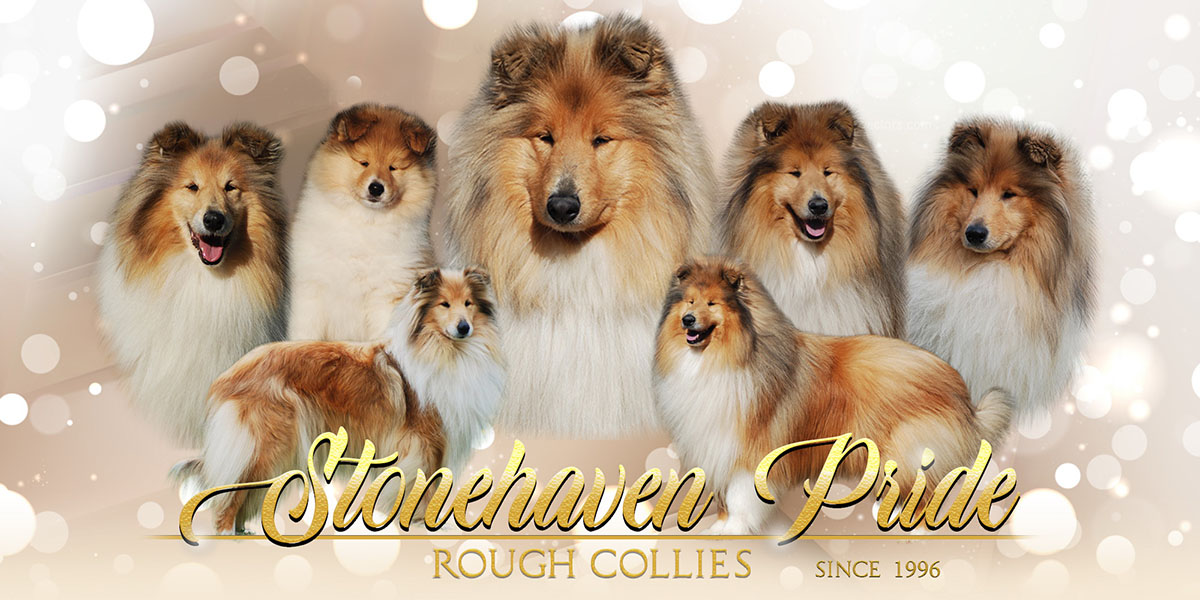 Stonehaven Pride Collies